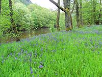 Bluebells by the river at Achintee